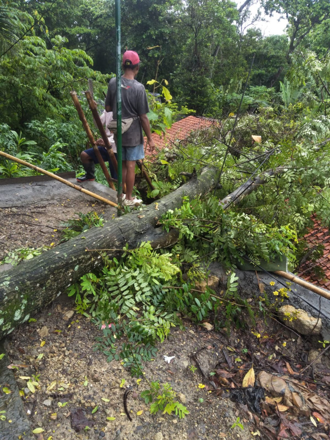 Hujan Deras Akibatkan Pohon Tumbang Di Padukuhan Depok